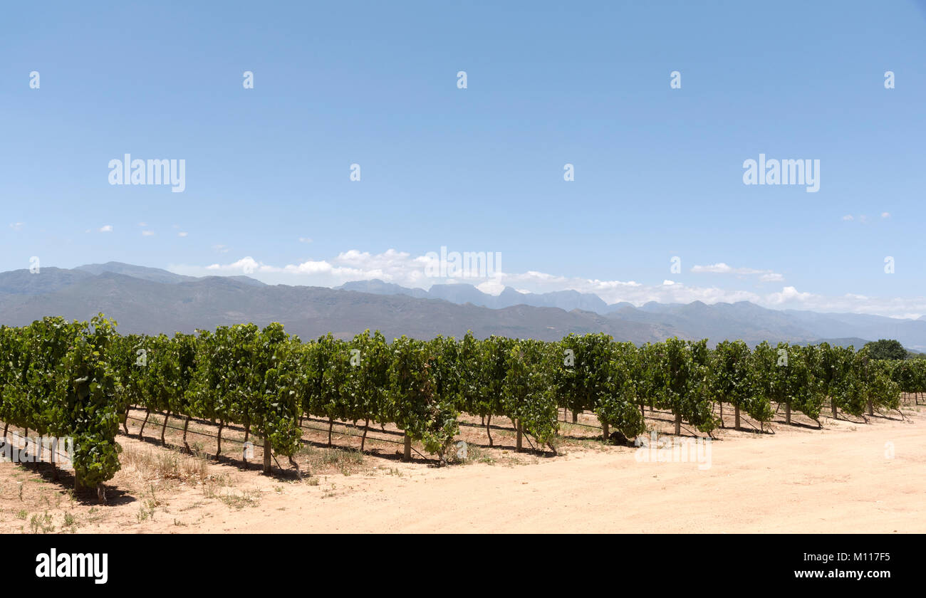Simondium Babylonstoren vineyard hi-res stock photography and images - Alamy