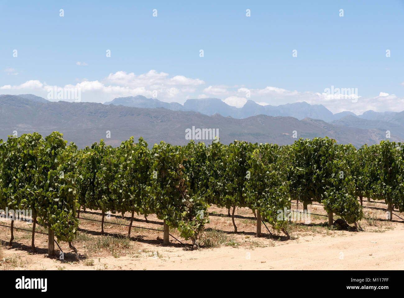 Simondium Vineyard location hi-res stock photography and images - Alamy