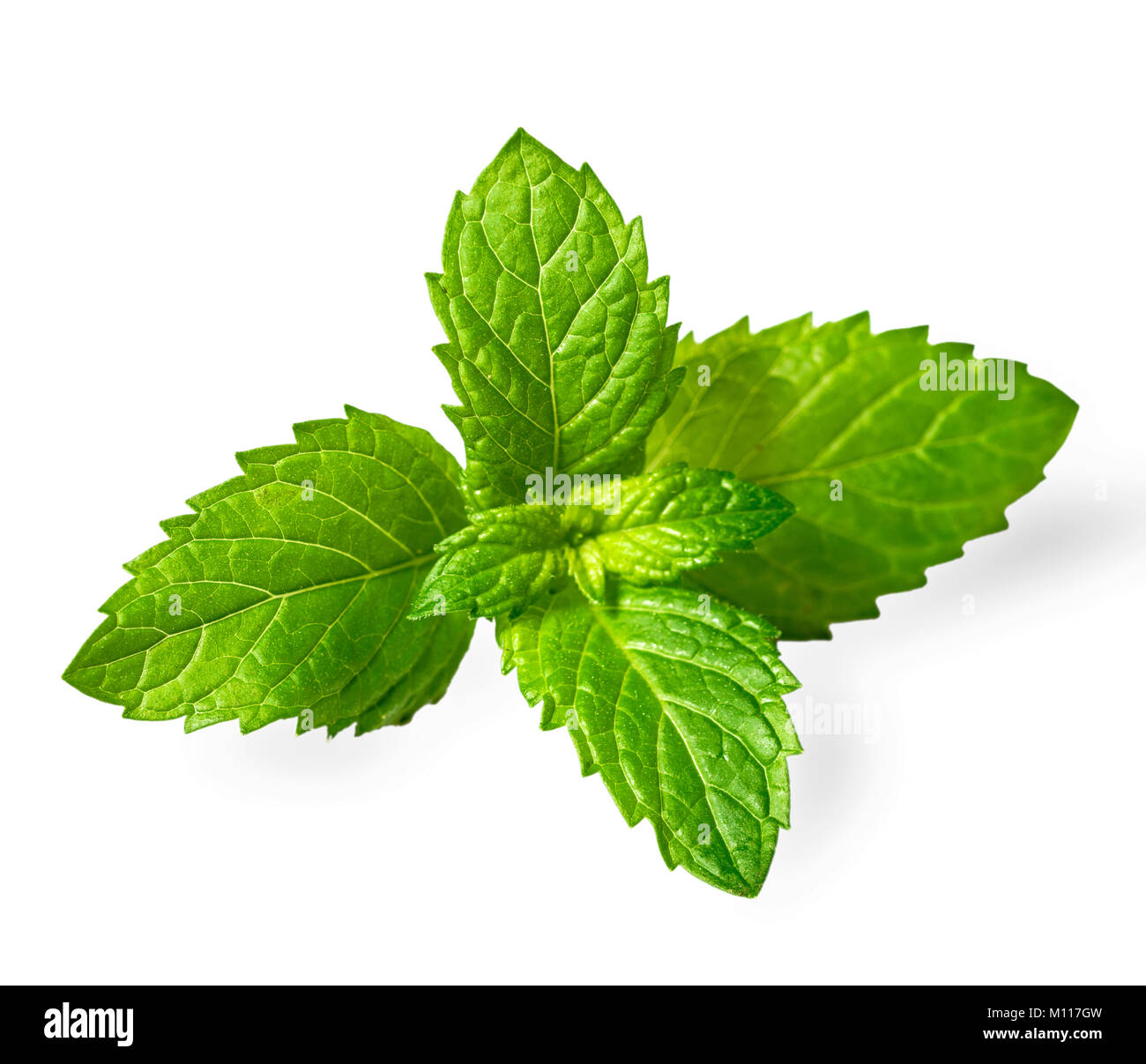 fresh spearmint leaves isolated on the white background Stock Photo Alamy