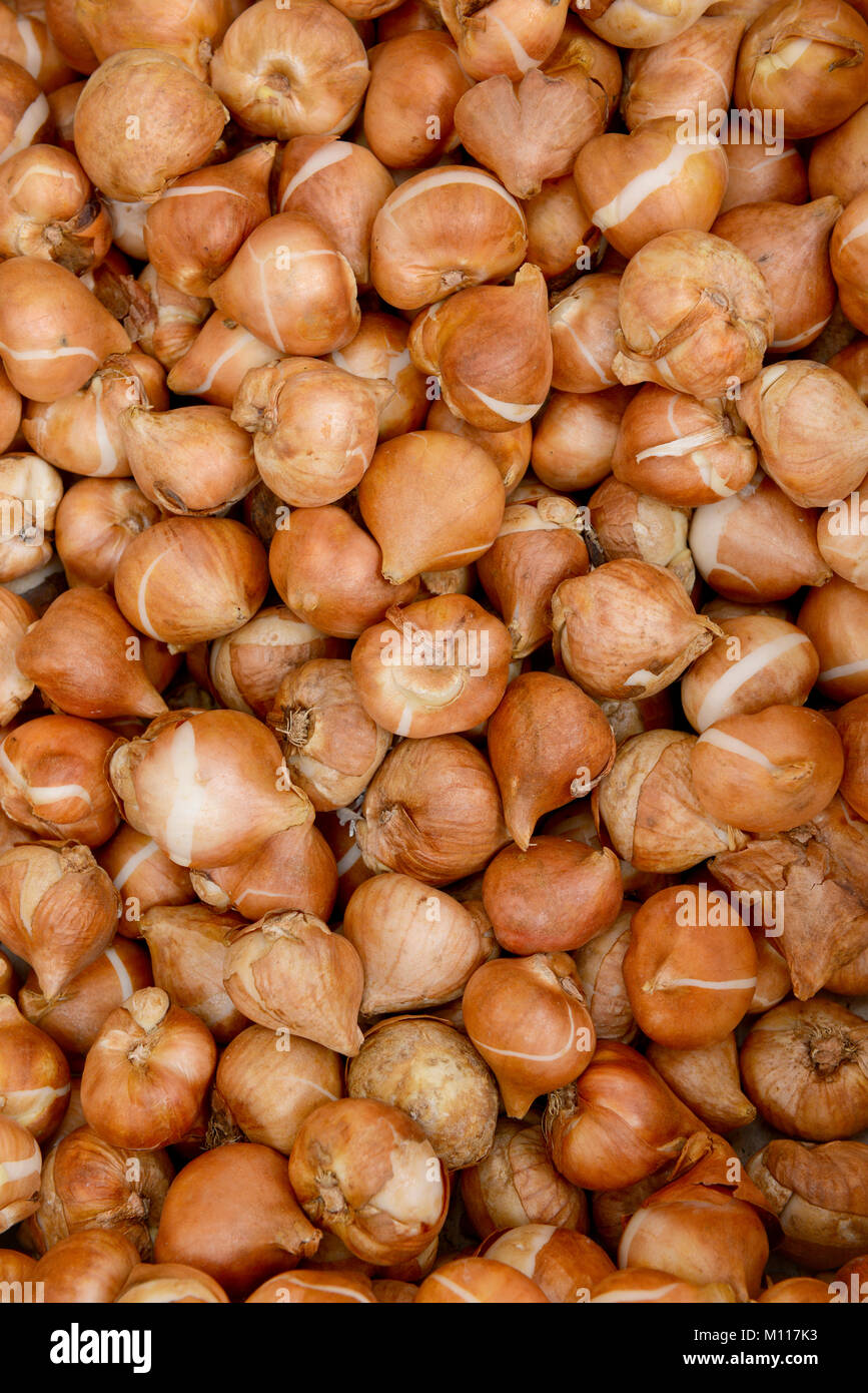 Bulbs for sale at a garden centre in the UK Stock Photo Alamy