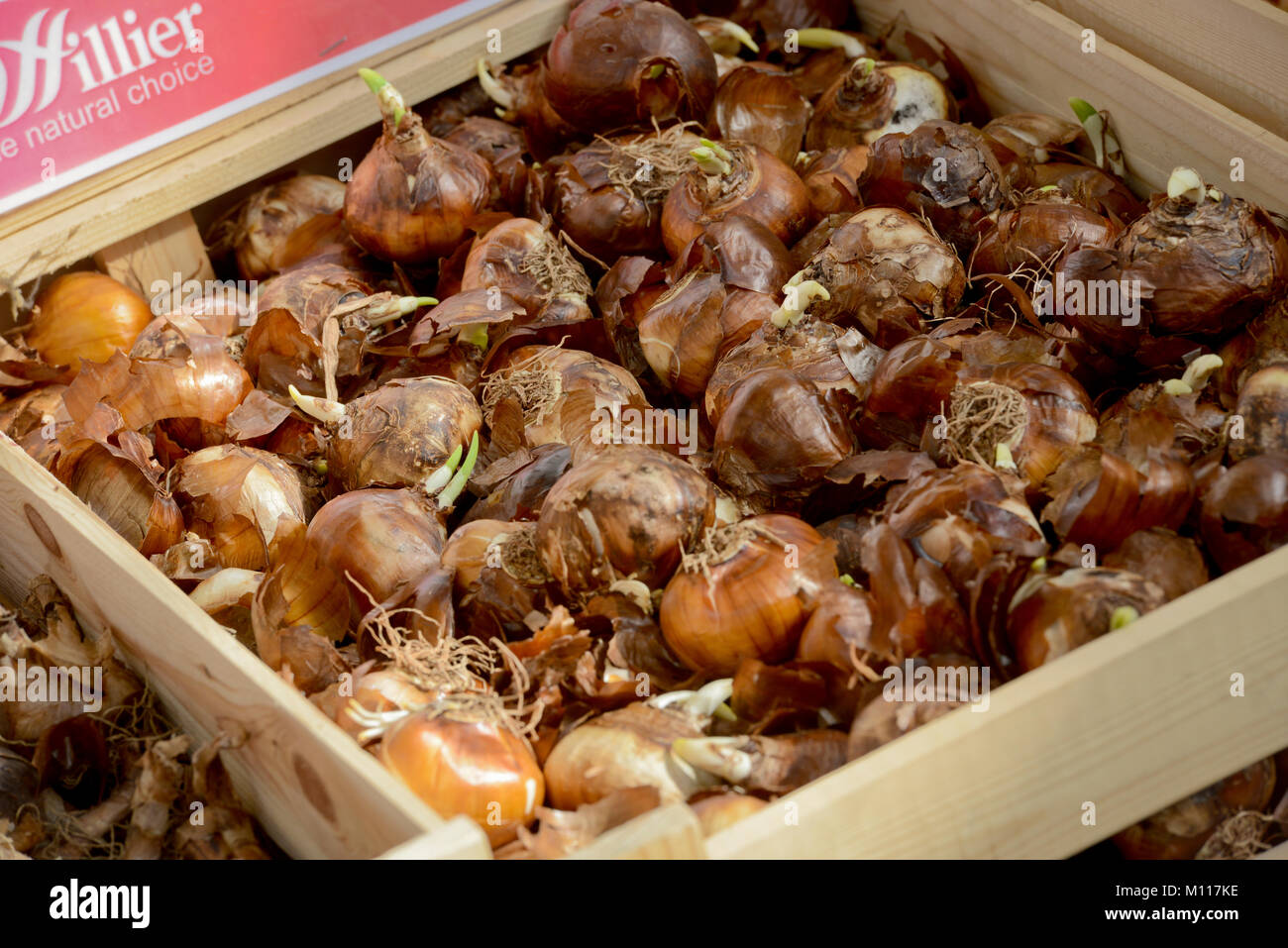 Bulbs for sale at Hilliers garden centre in the UK Stock Photo