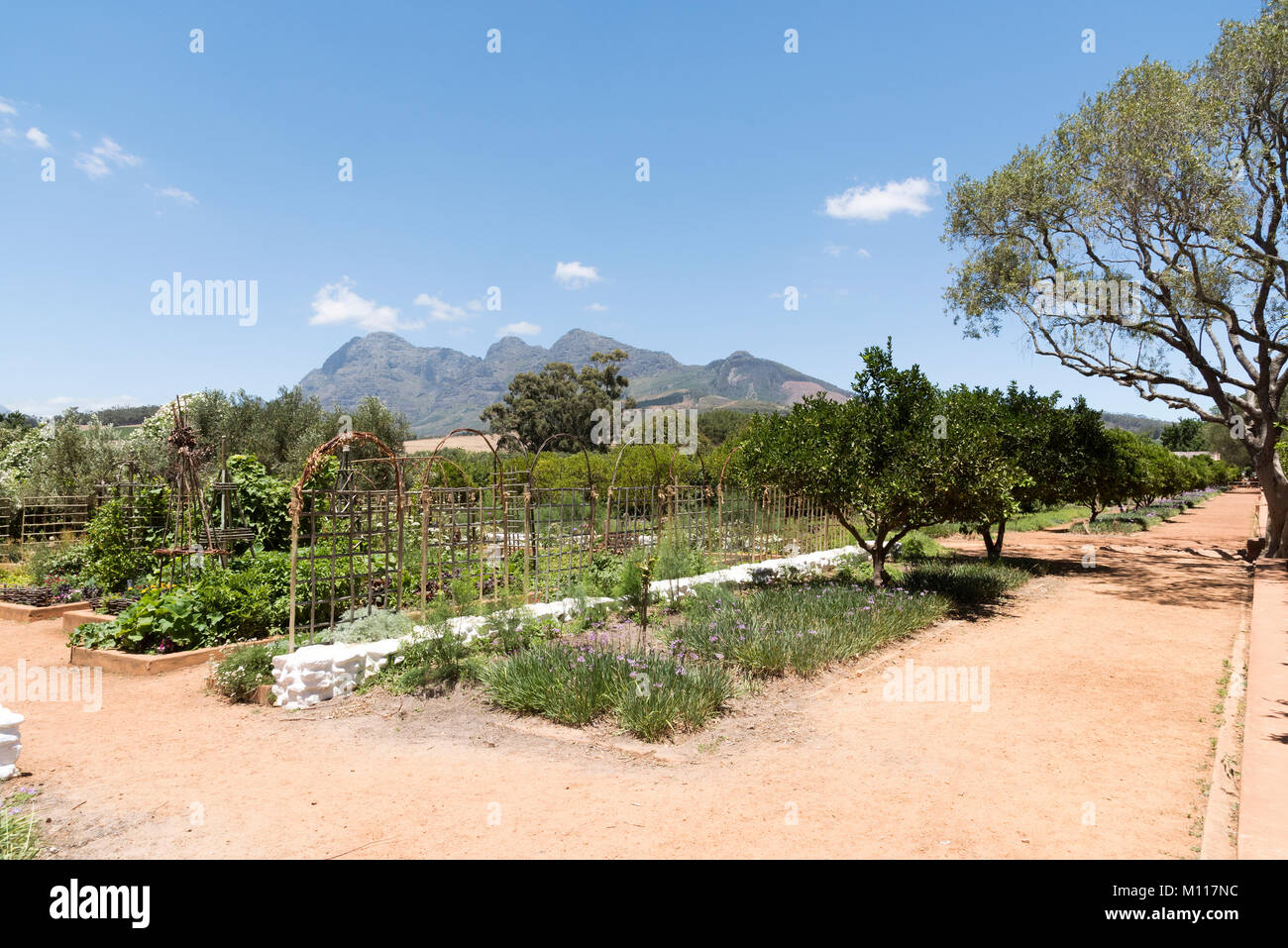 Simondium Garden route south africa flower High Resolution Stock Photography and ...