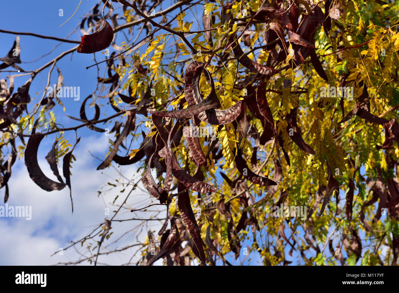Carob tree (Ceratonia siliqua) with its locust bean fruit growing in Greece Stock Photo