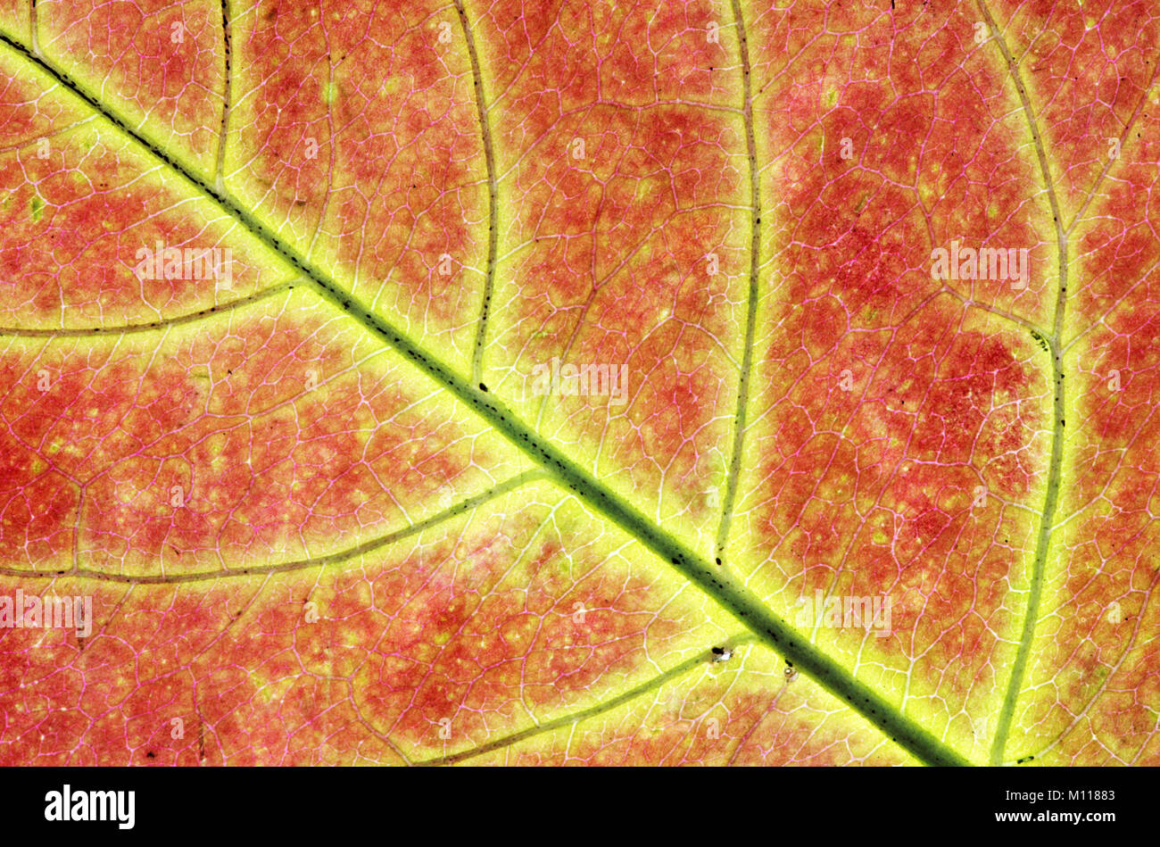 Oak, leaf detail in autumn / (Quercus spec.) | Eiche, Blattdetail im Herbst / (Quercus spec.) Stock Photo