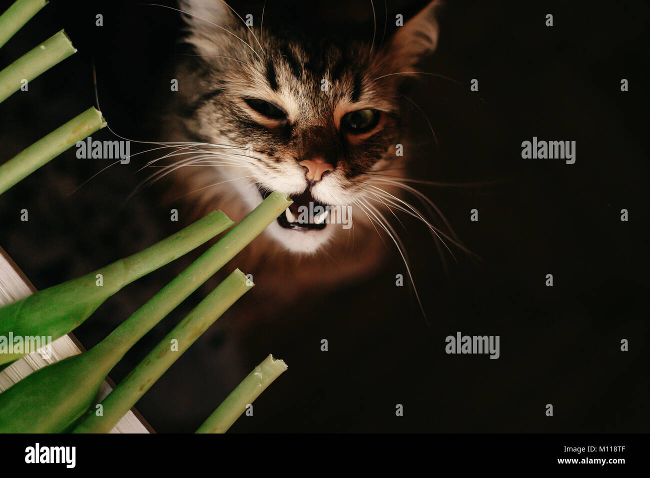 cat eating green plant, showing teeth and big whiskers. beautiful cat with funny emotions biting