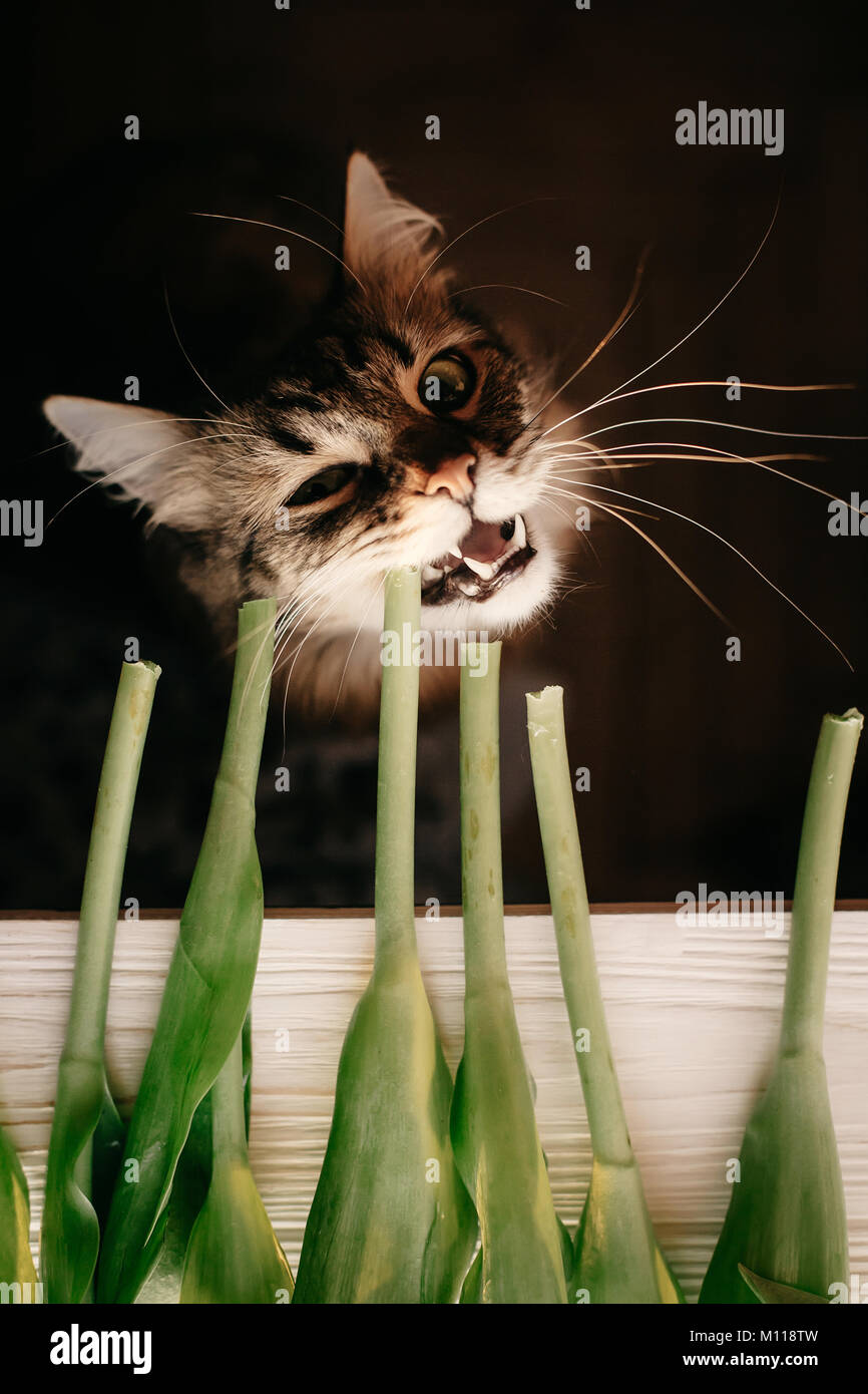 cat eating green stem, showing teeth and big whiskers. beautiful cat