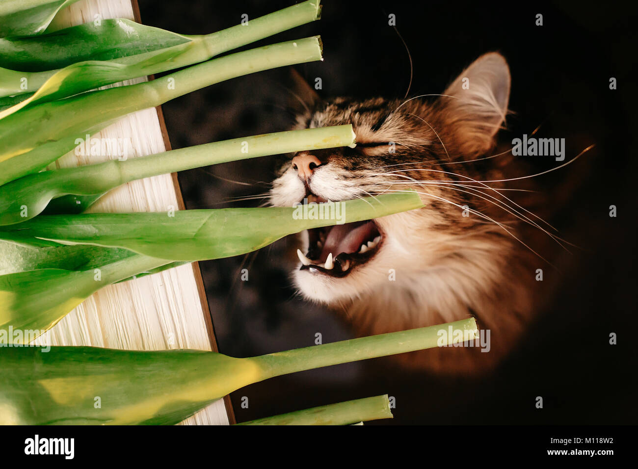 cat eating green stem, showing teeth and big whiskers. beautiful cat