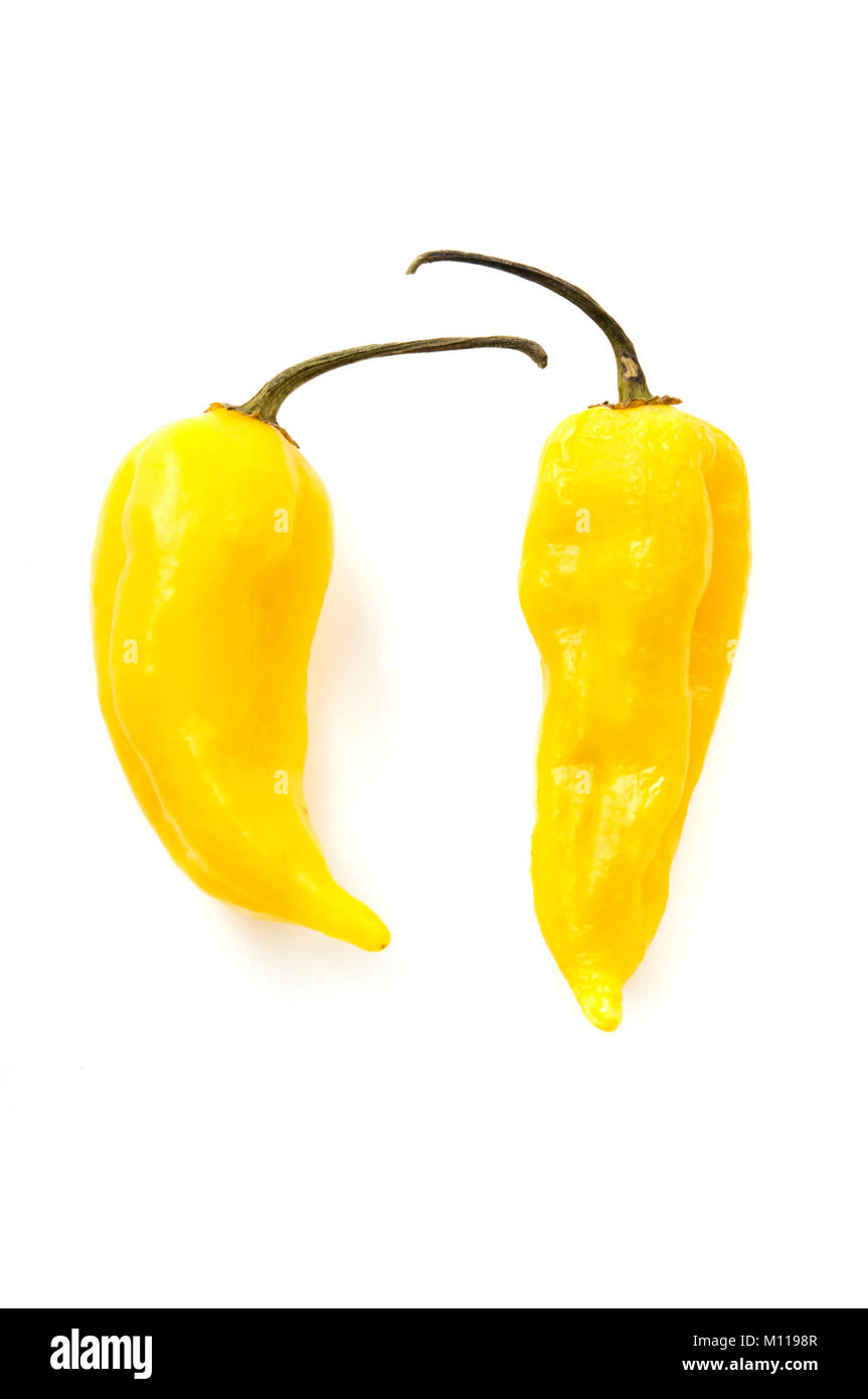 Fatalii yellow on a white background Stock Photo