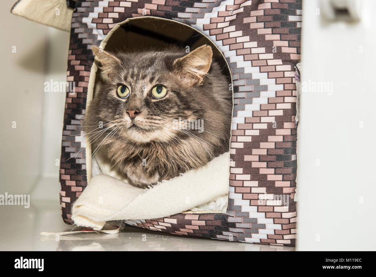longhaired tabby cat in its bed Stock Photo
