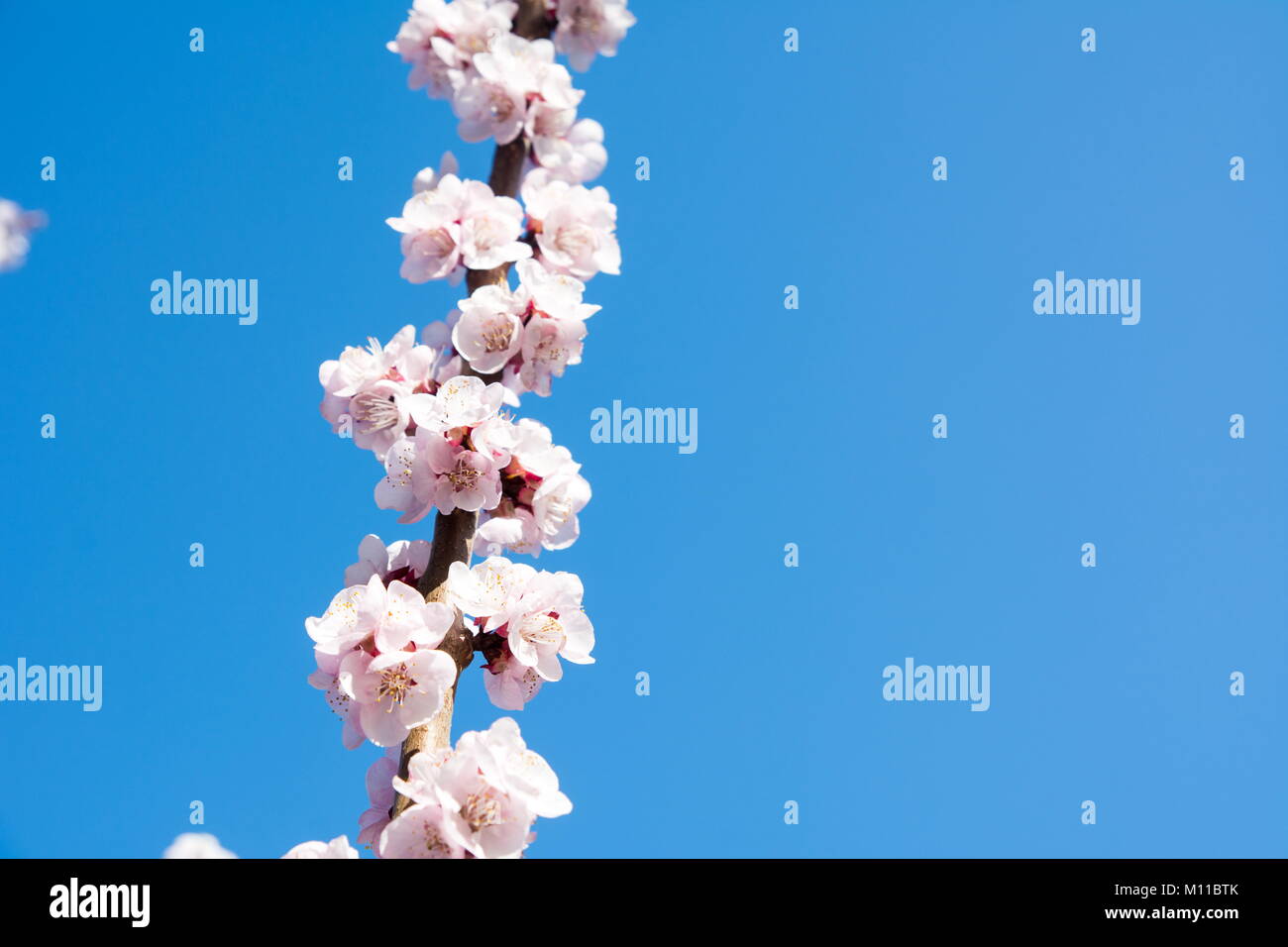 Cherry tree in blossom. Spring time season Stock Photo