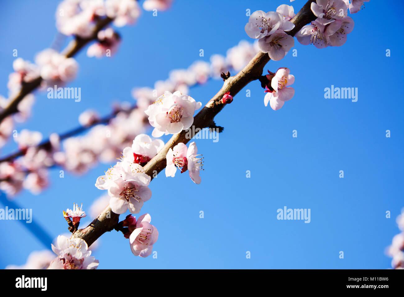 Cherry tree in blossom. Spring time season Stock Photo