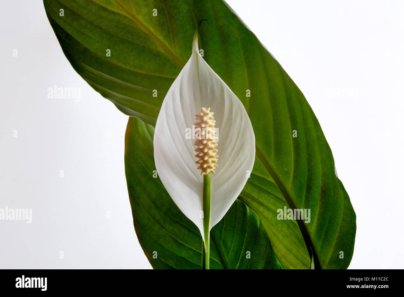 A photograph of a peace lily with leaves curving behind the flower. Stock Photo
