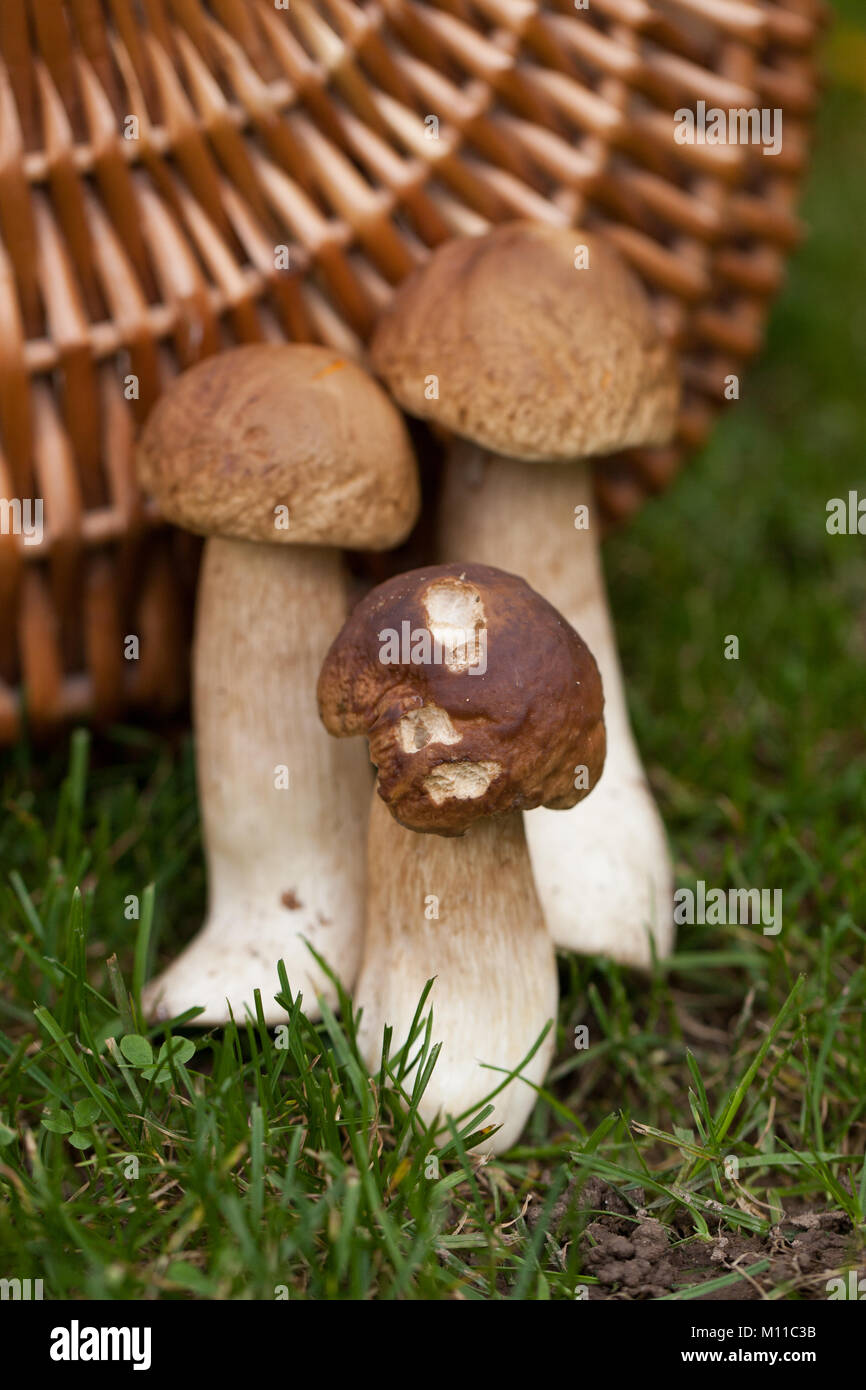 forest harvests during a walk in the forest - mushrooms, boletus, boletus. mushrooming Stock Photo