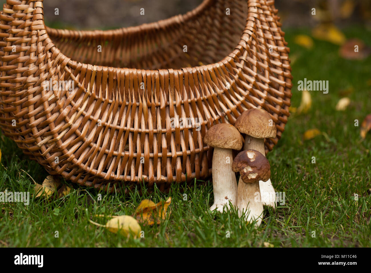 forest harvests during a walk in the forest - mushrooms, boletus, boletus. mushrooming Stock Photo