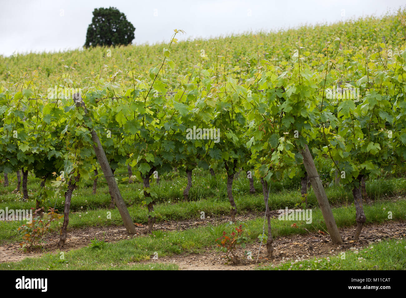 Loire valley france chinon vineyard hires stock photography and images