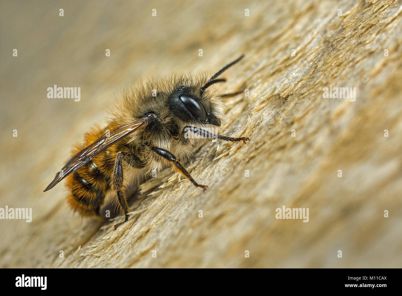 Male Red Mason Bee (Osmia bicornis) Stock Photo