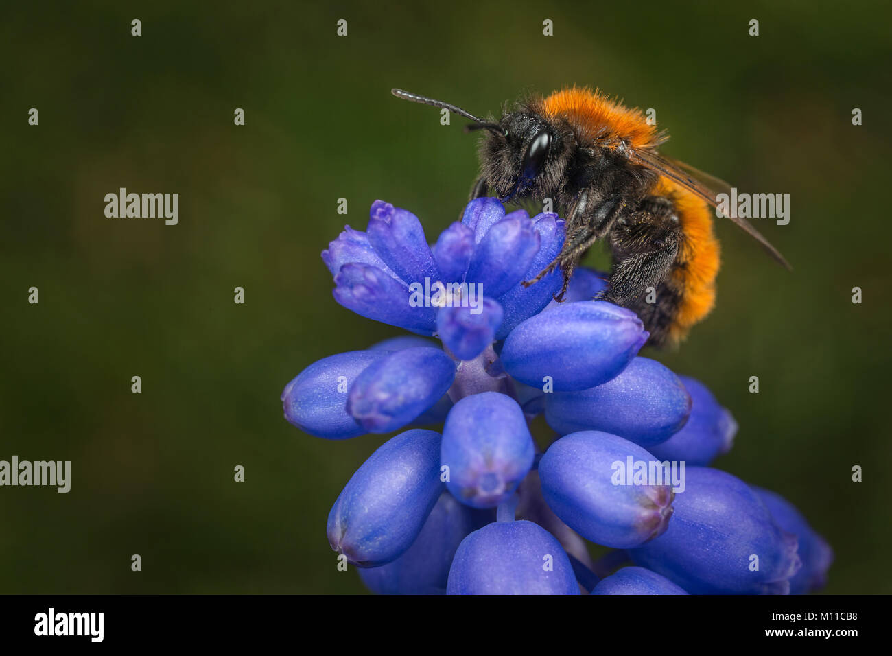 Red mason bee female hi-res stock photography and images - Alamy