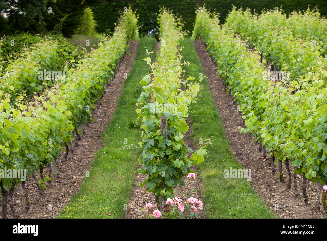 Vineyard in the famous wine making region Loire Valley , France Stock Photo Alamy