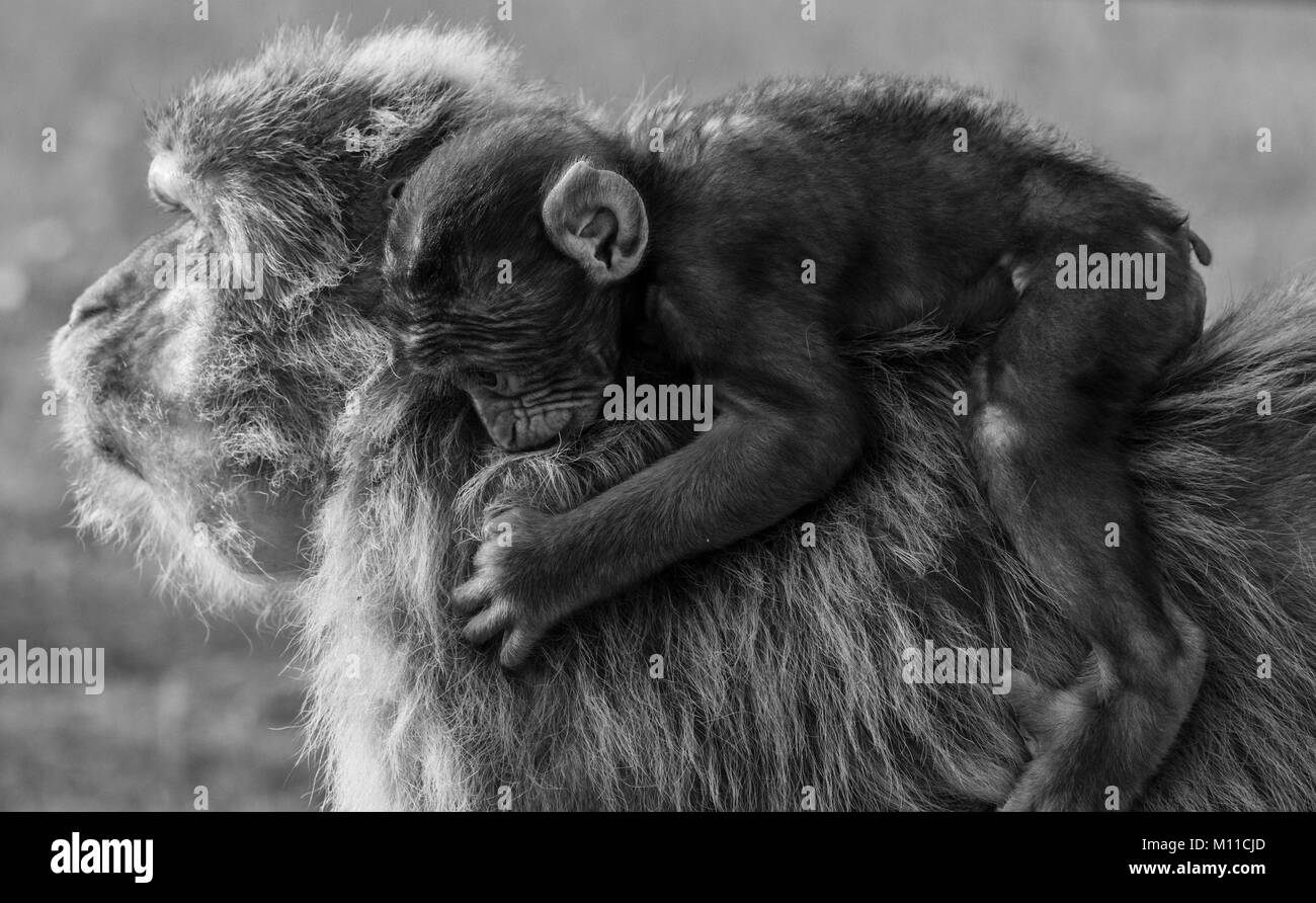 Monkey mother carrying her child Stock Photo