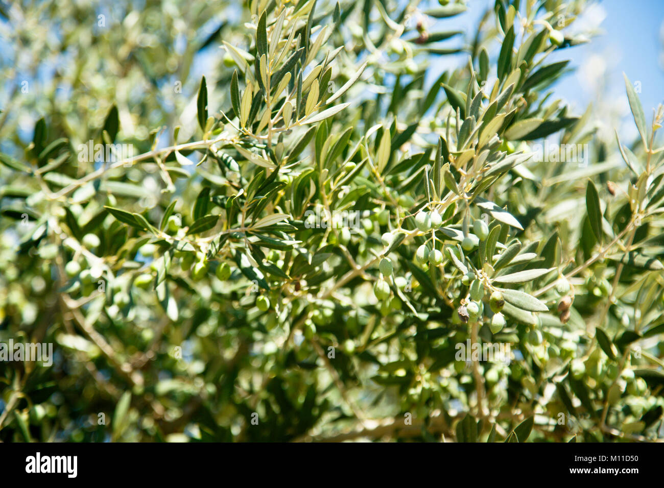 Olive tree outdoors Stock Photo Alamy