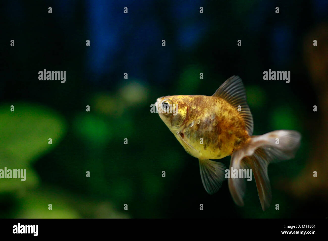 Fish And Pet Goldfish Oranda In The Tank Stock Photo Alamy