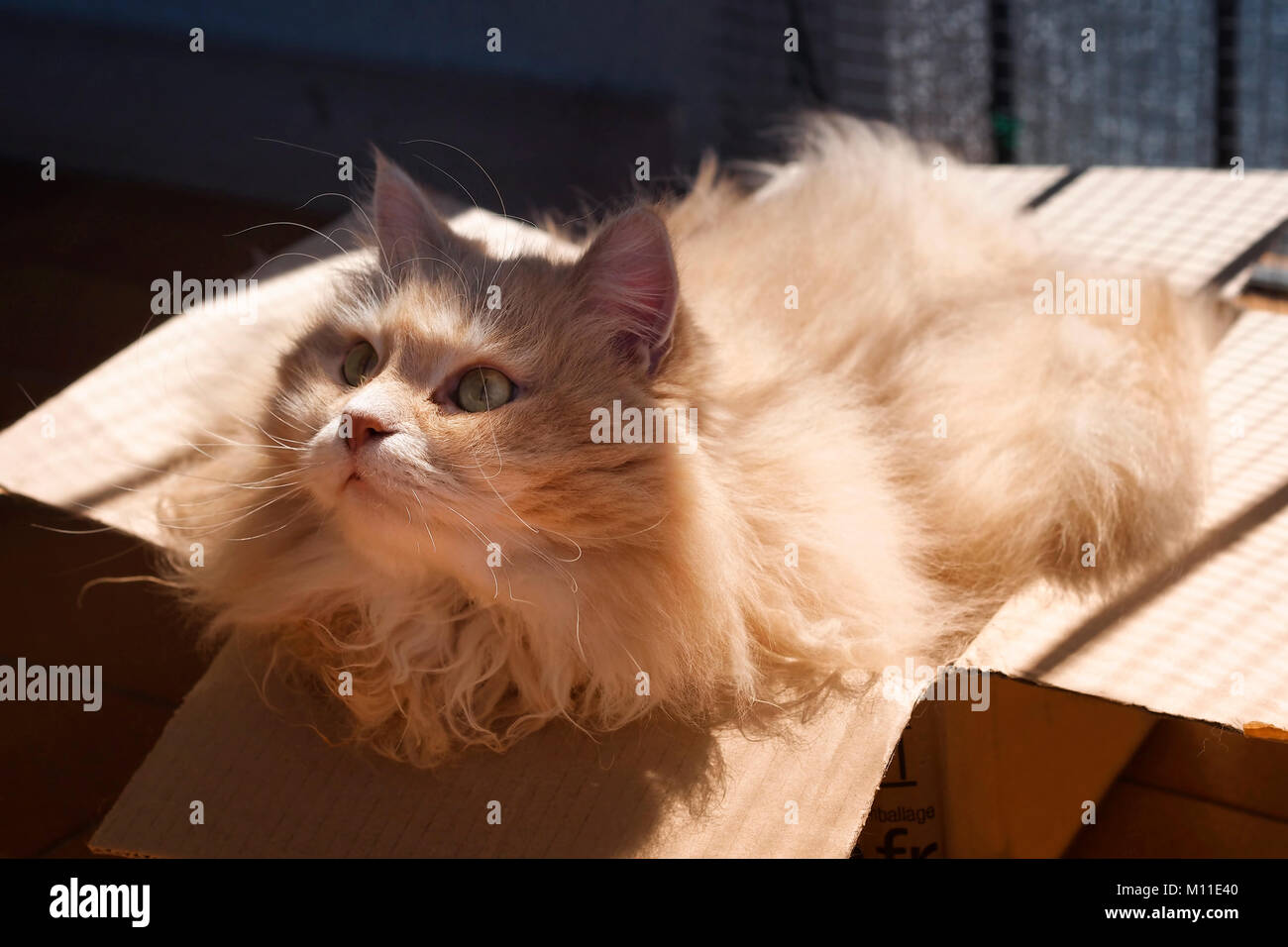 Funny scene. A Siberian cat in a paper box. Stock Photo
