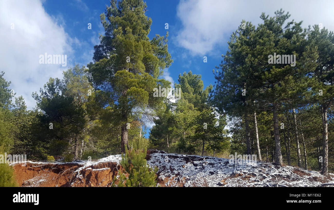 Scenic pine tree forest on mountains Stock Photo - Alamy
