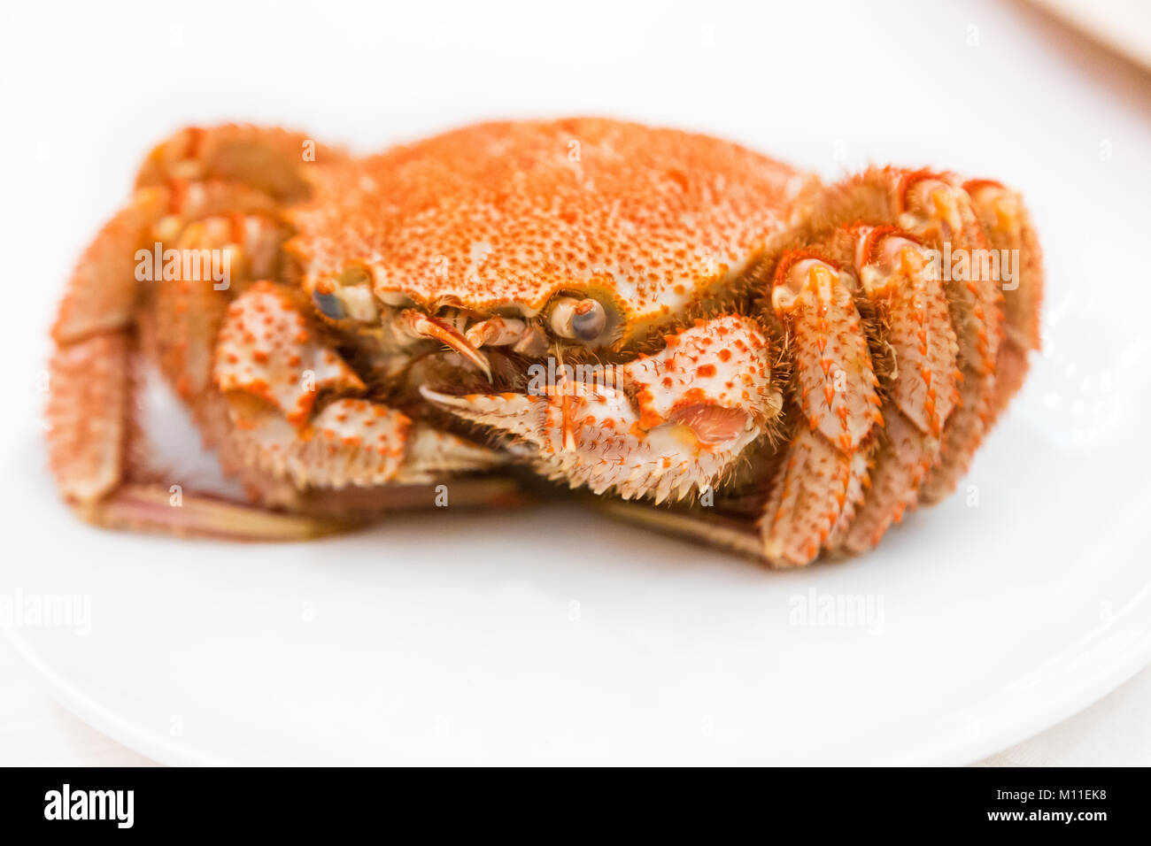 Cooked hairy crab (kegani in Japanese) or horsehair crab served whole