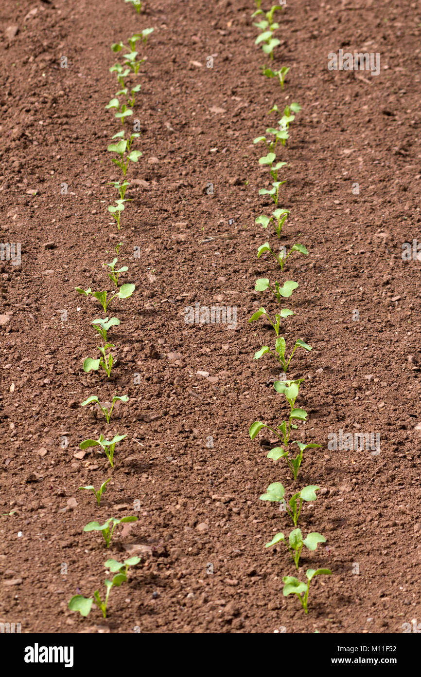 Two rows of young vegetable seedlings starting to grow. Shallow depth of field. Stock Photo