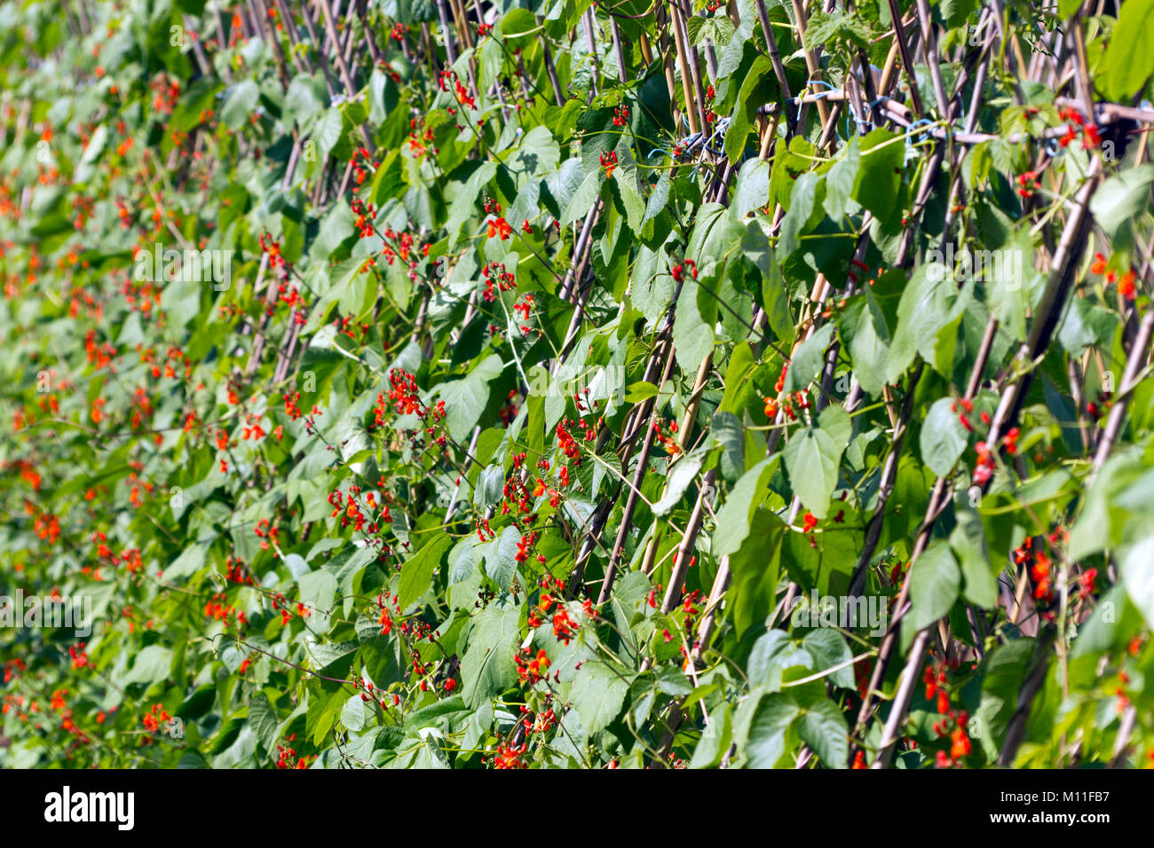 Abundant red blossom on a row of runner bean plants. Shallow depth of field. Stock Photo