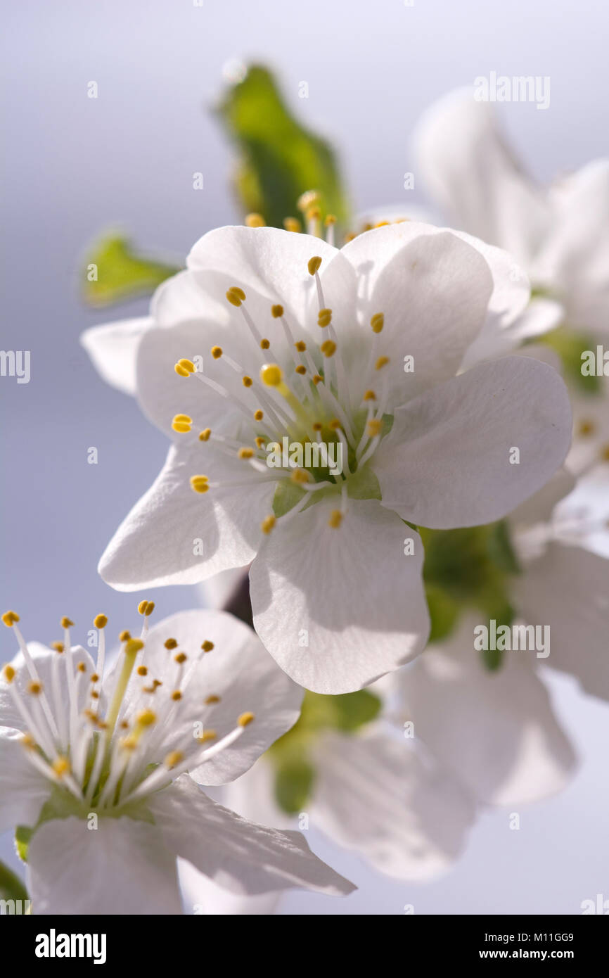 Prunus domestica 'Haroma' - Zwetsche - Plum Stock Photo