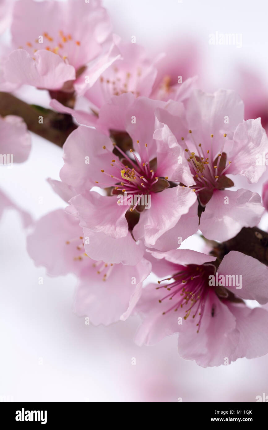 Prunus amy. 'Angelique' - Persische Mandel Stock Photo