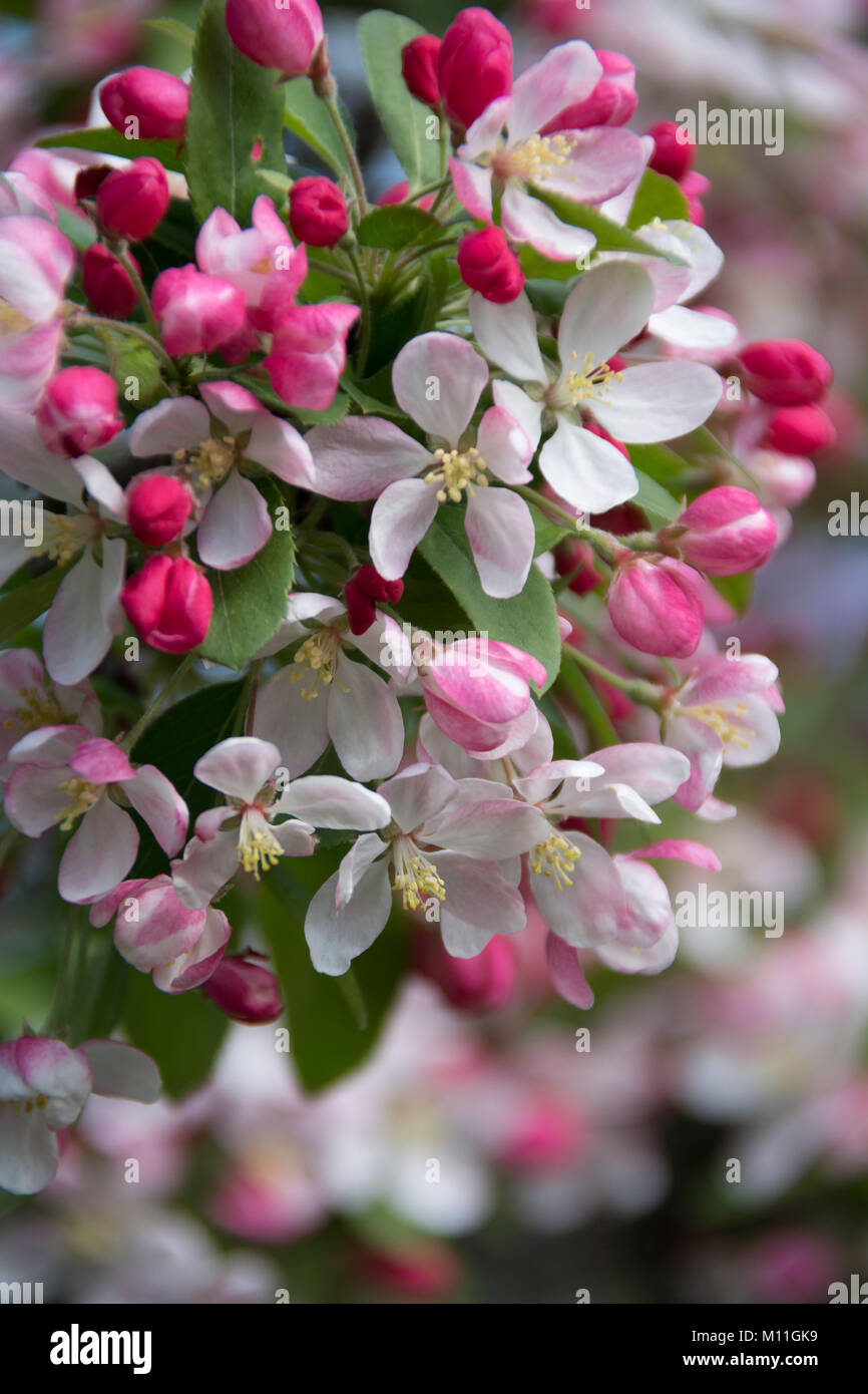 Malus floribunda - Crab Apple Tree - Japanischer Blüten-Apfel Stock Photo