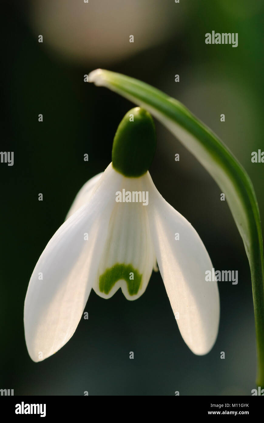 Galanthus - Schneeglöckchen Stock Photo