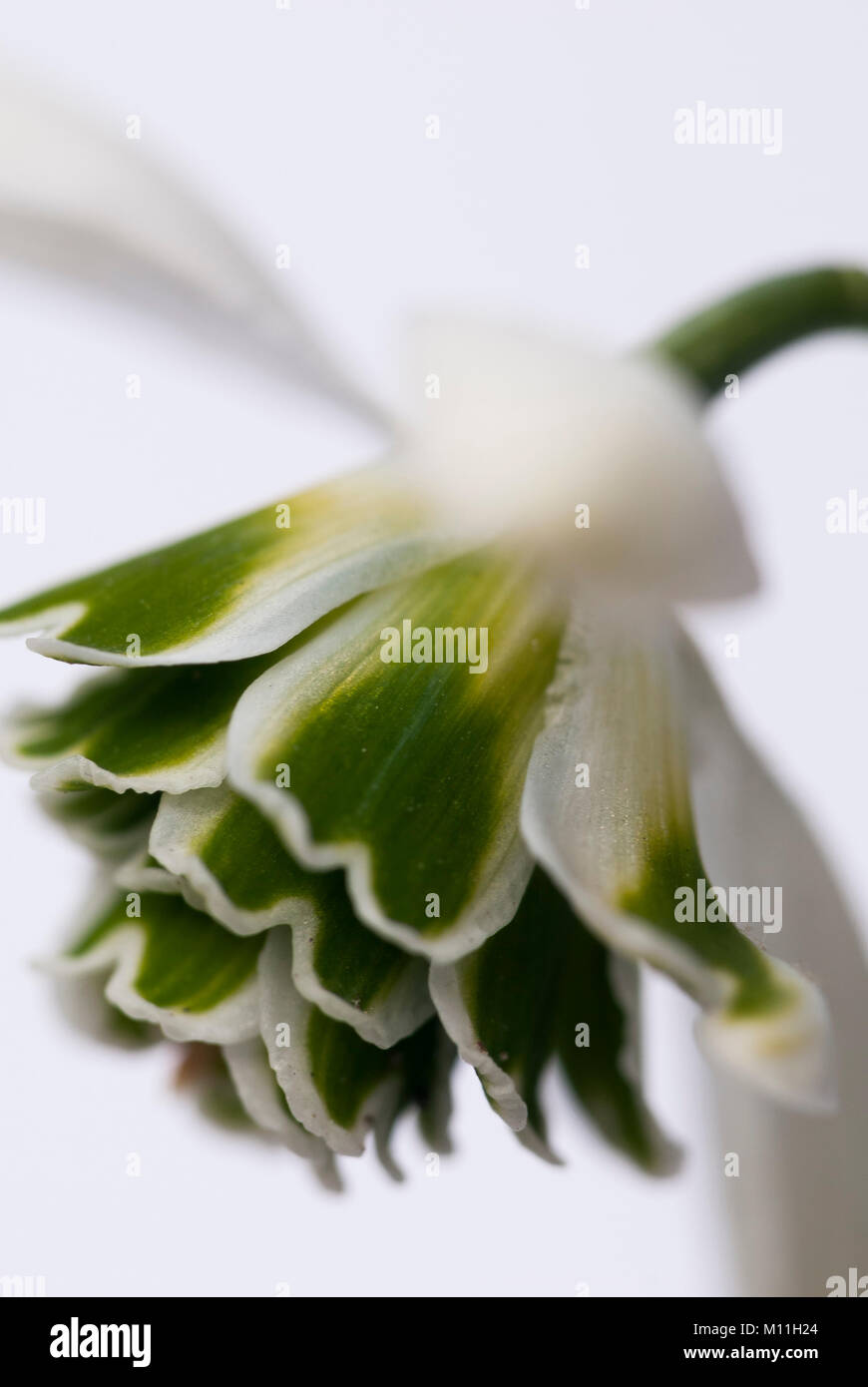 Galanthus 'Hippolyta' '-  Schneeglöckchen Stock Photo