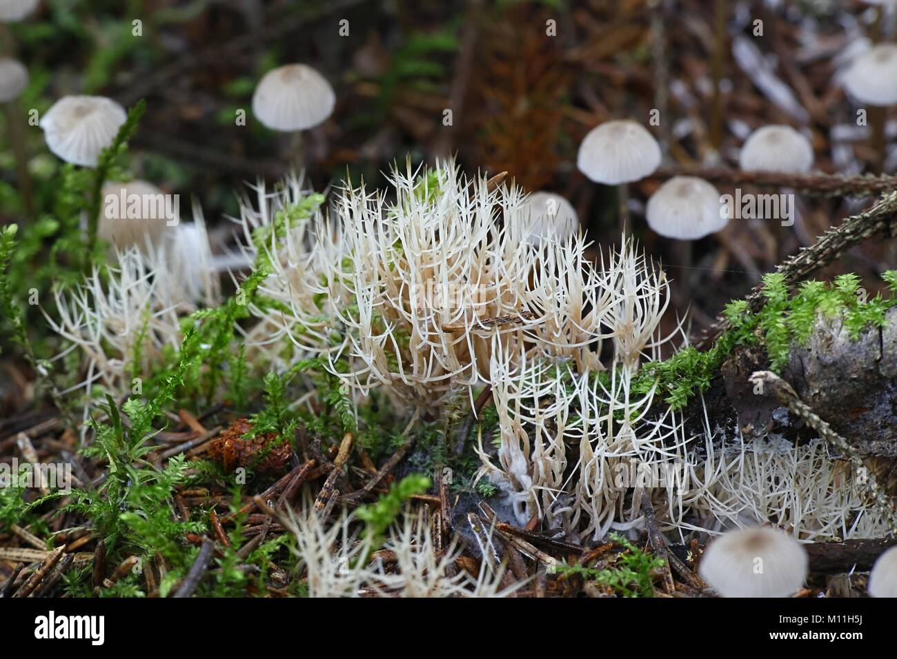 Coral fungus, Pterula multifida Stock Photo