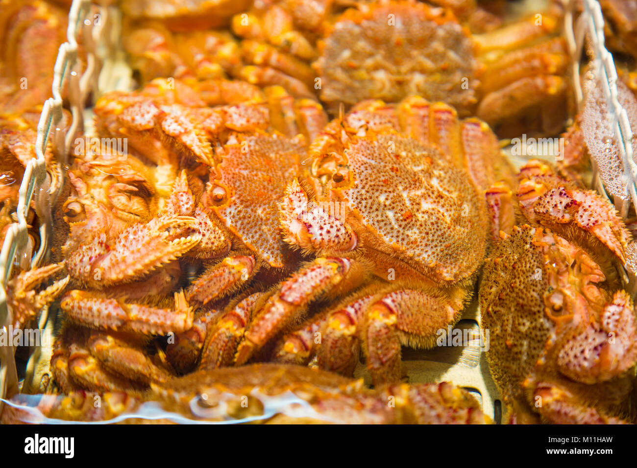 Live kegani, Hairy crabs or horsehair crabs, in water container being sold in Japanese fresh market in Otaru, Hokkaido, Japan Stock Photo