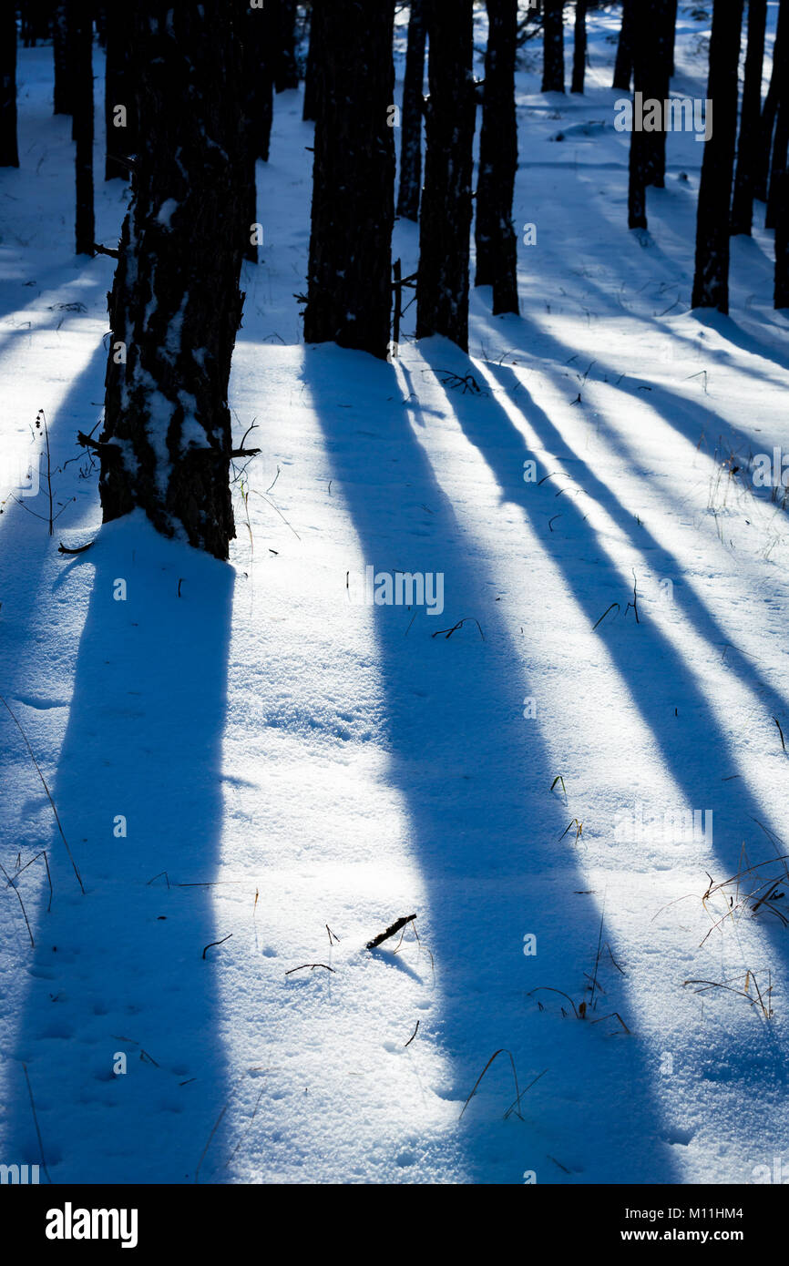 shadows on snow in winter pine forest Stock Photo - Alamy
