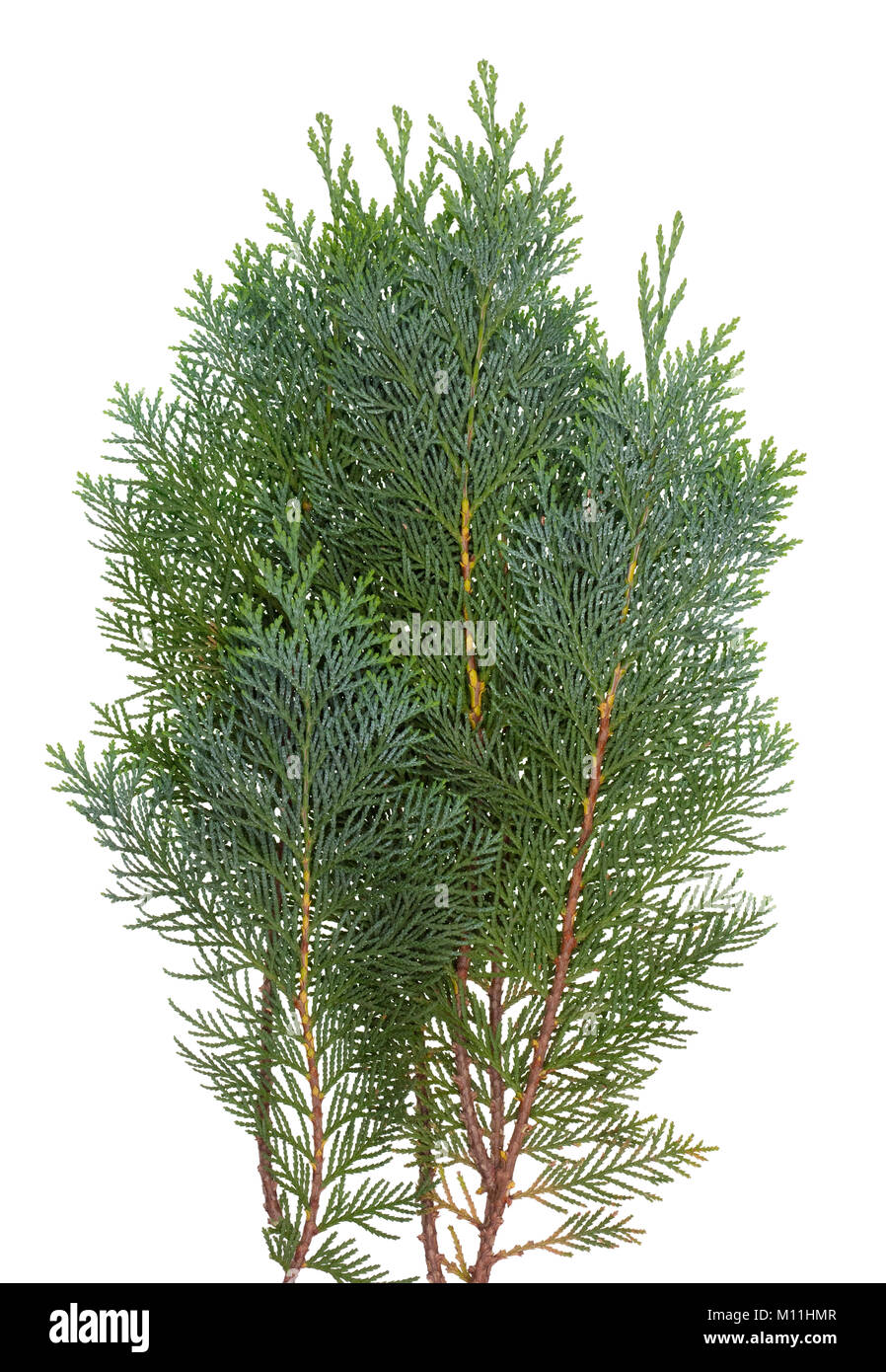 The branch of the evergreen coniferous Thuja  tree. Isolated on white studio top view shoot Stock Photo