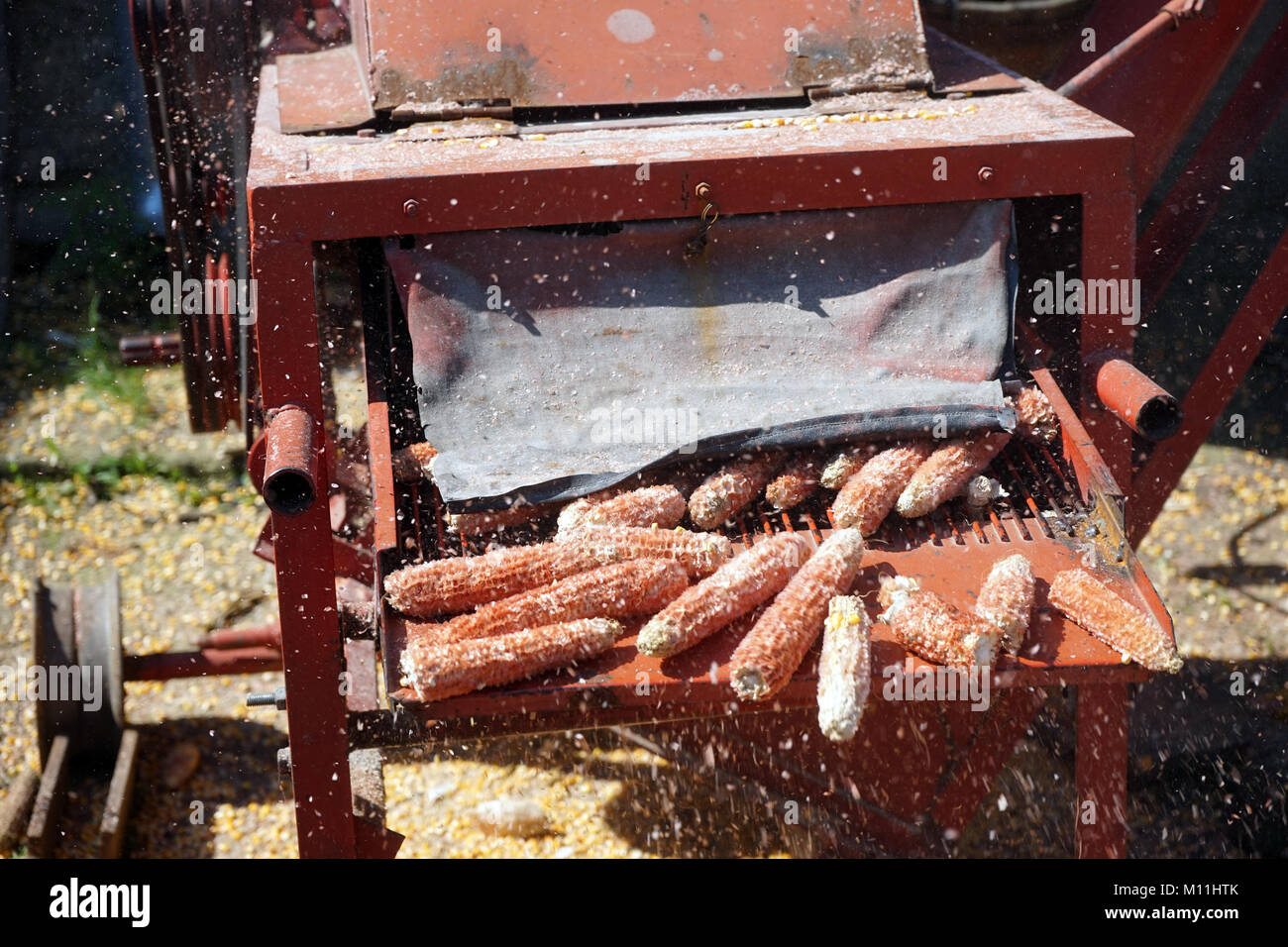 Corncobs on the belt of machinery in the yard of farm house Stock Photo
