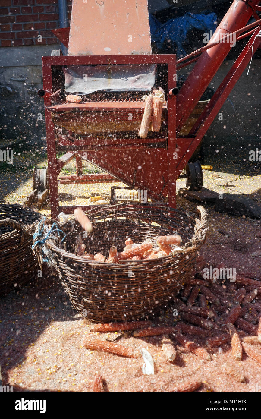 Dry corn corncob and machinery in the farm house Stock Photo