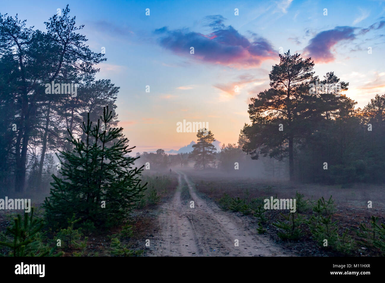 misty landscape with rural road in pine forest Stock Photo - Alamy