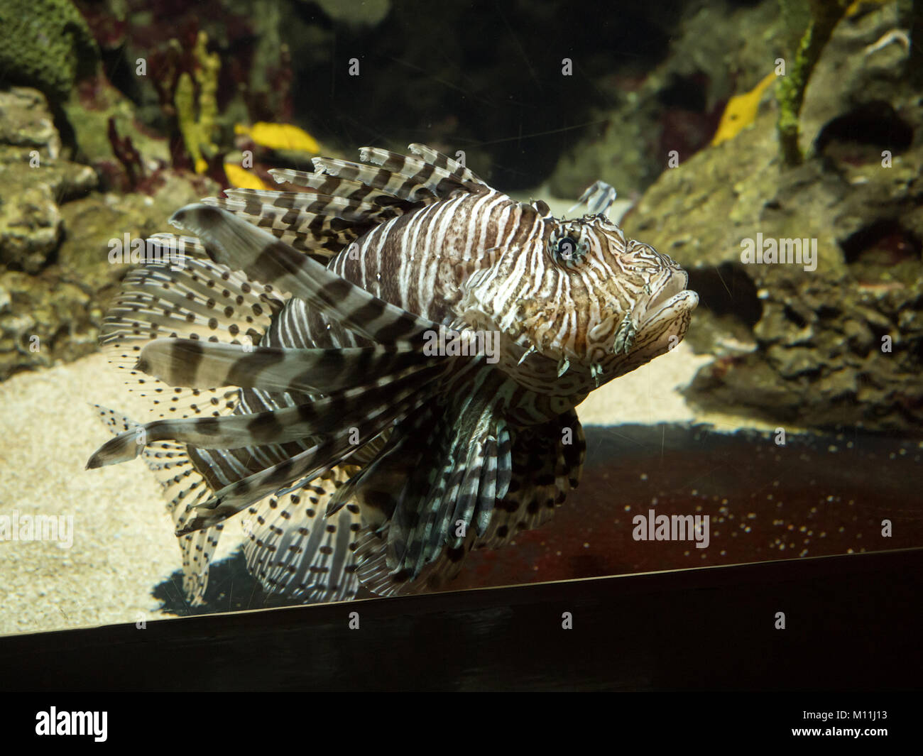 Germany berlin aquarium tank inside hires stock photography and images