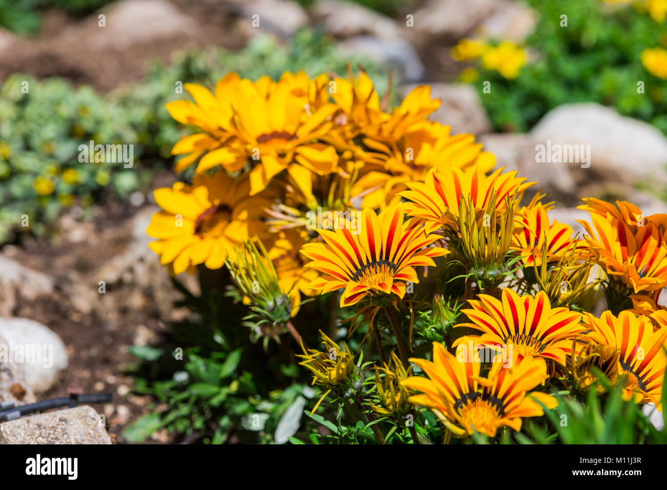 Beautiful colorful flowers. Rocca di Mezzo, province of L'Aquila, Abruzzo, Italy Stock Photo
