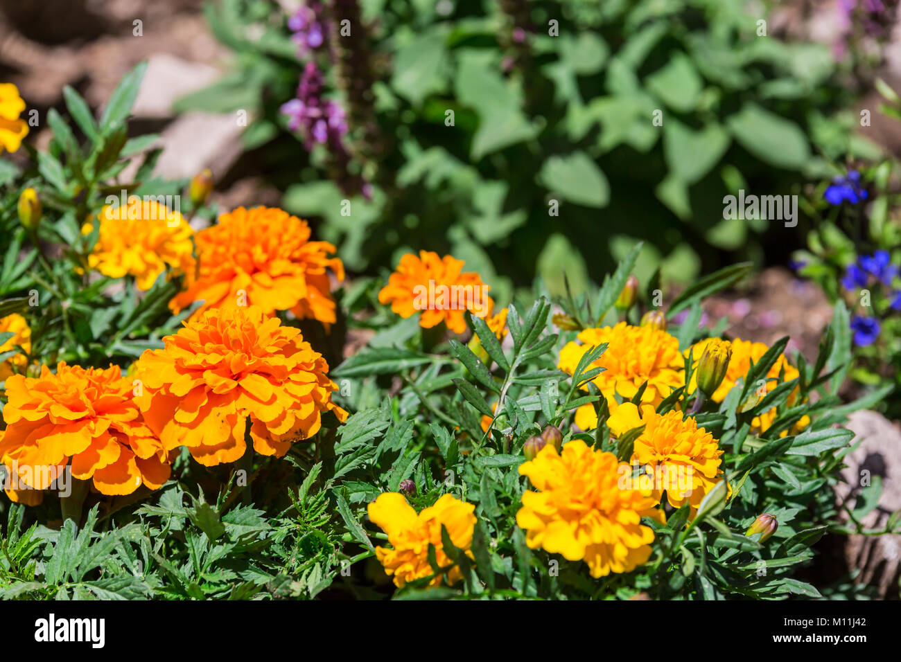Beautiful colorful flowers. Rocca di Mezzo, province of L'Aquila, Abruzzo, Italy Stock Photo