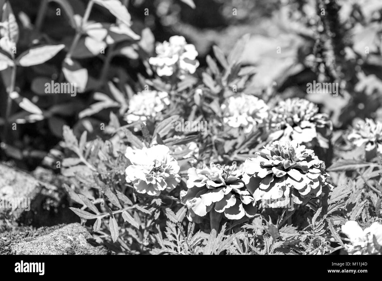 Beautiful Black and white daisies. Rocca di Mezzo, province of L'Aquila, Abruzzo, Italy Stock Photo