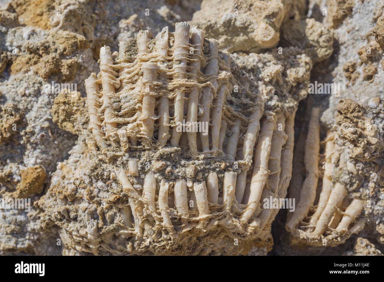 Coral fossil texture background Stock Photo - Alamy