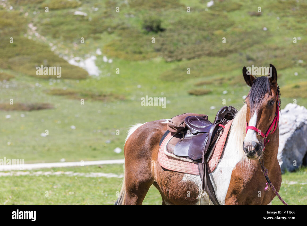 Beautiful horse grazing in the meadows of Rocca di Mezzo, province of L'Aquila, Abruzzo, Italy Stock Photo
