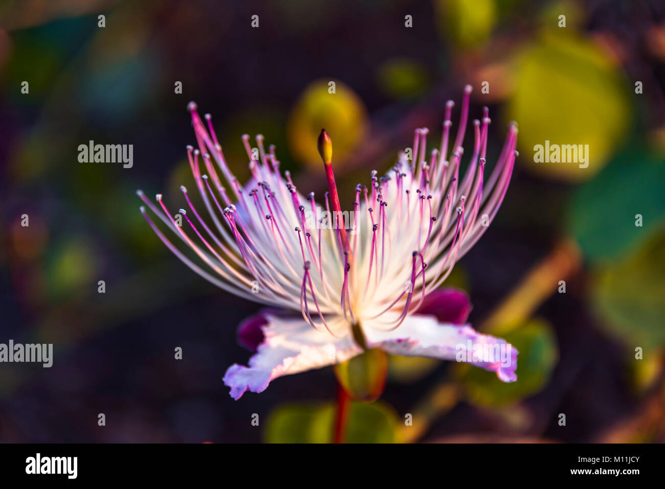 Capparis spinosa, the caper bush, also called Flinders rose Stock Photo