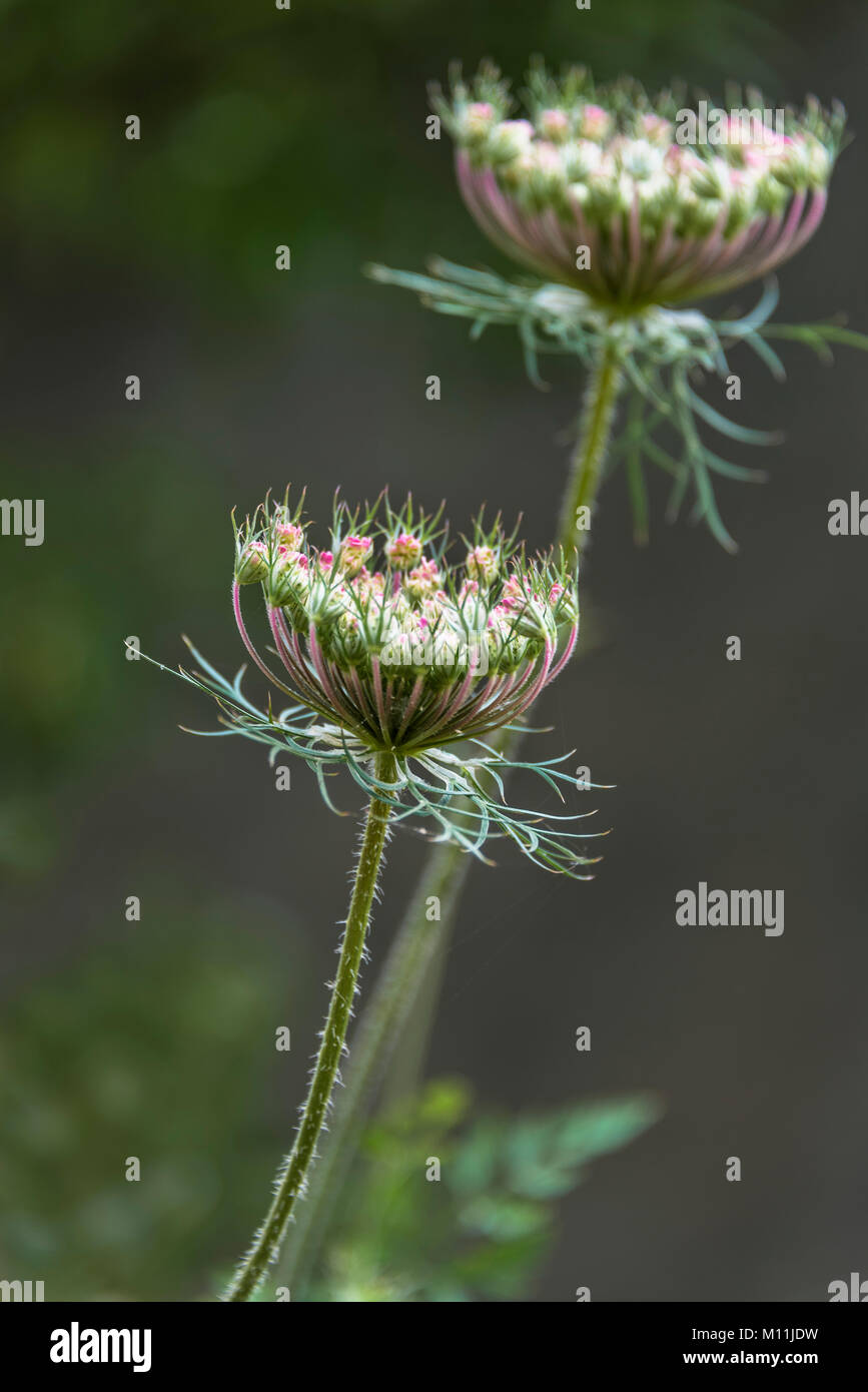 Planting wildflowers hi-res stock photography and images - Alamy